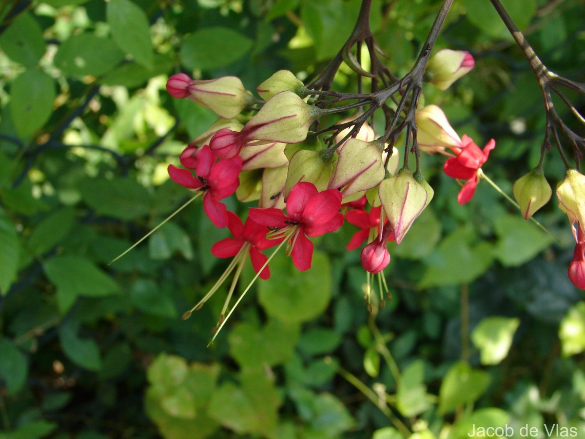 Clerodendrum × speciosum W.Bull
